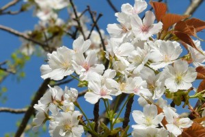 20180413-20180413スルガダイニオイ　駿河台匂　桜